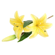 Two yellow lilies with green leaves on a white background