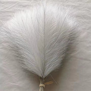 White feather on a light gray background