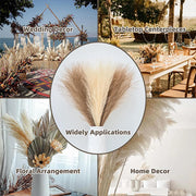 Collage of dried pampas grass used for wedding decor, tabletop centerpieces, floral arrangements, and home decor.