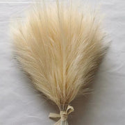 Bouquet of dried pampas grass on a light gray background