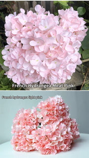 Two images of pink French hydrangea flowers with text indicating color names.