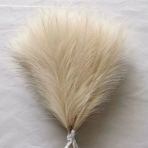 Dried pampas grass on a light gray background