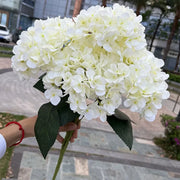 Bouquet of white flowers held by a person with a blurred outdoor background