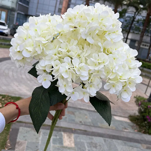 Bouquet of white flowers held by a person with a blurred outdoor background