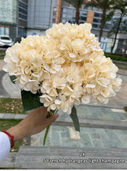 Bouquet of light champagne-colored hydrangeas held by a person outdoors.
